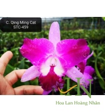 Quing Ming Cat 