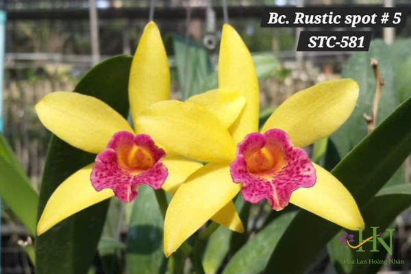 Rustic Spot 5