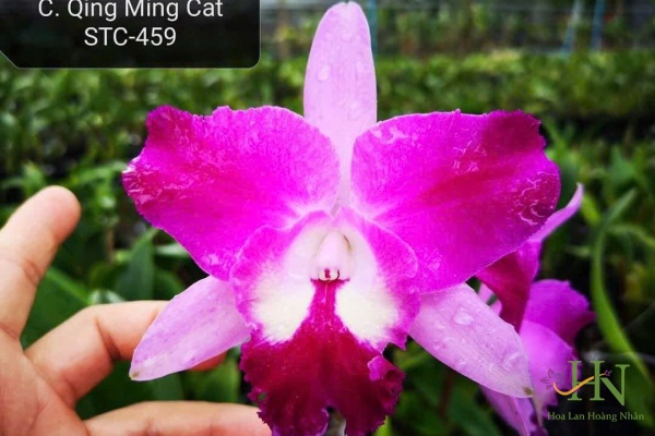 Quing Ming Cat 