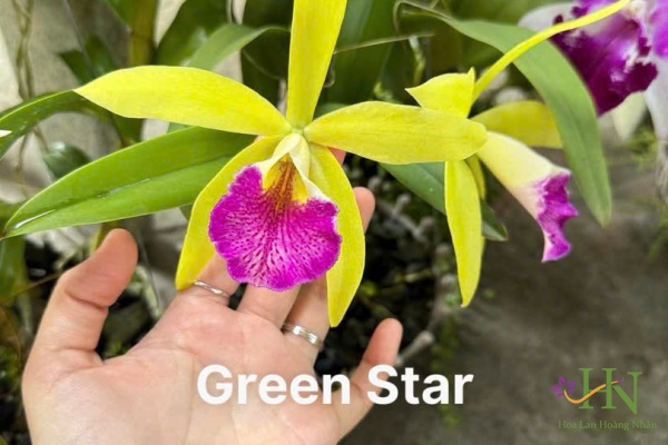 Green Star