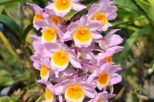 Kiều tím thái