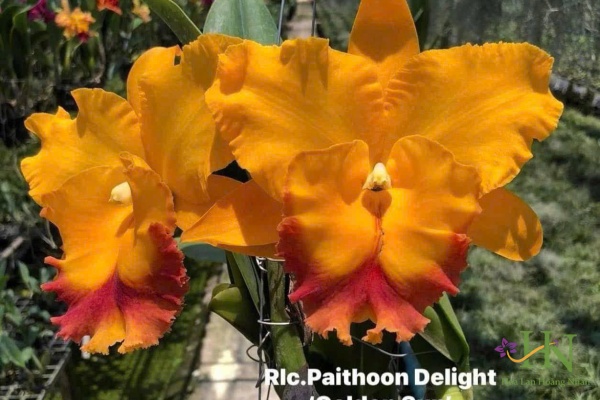 Paithoon Delight